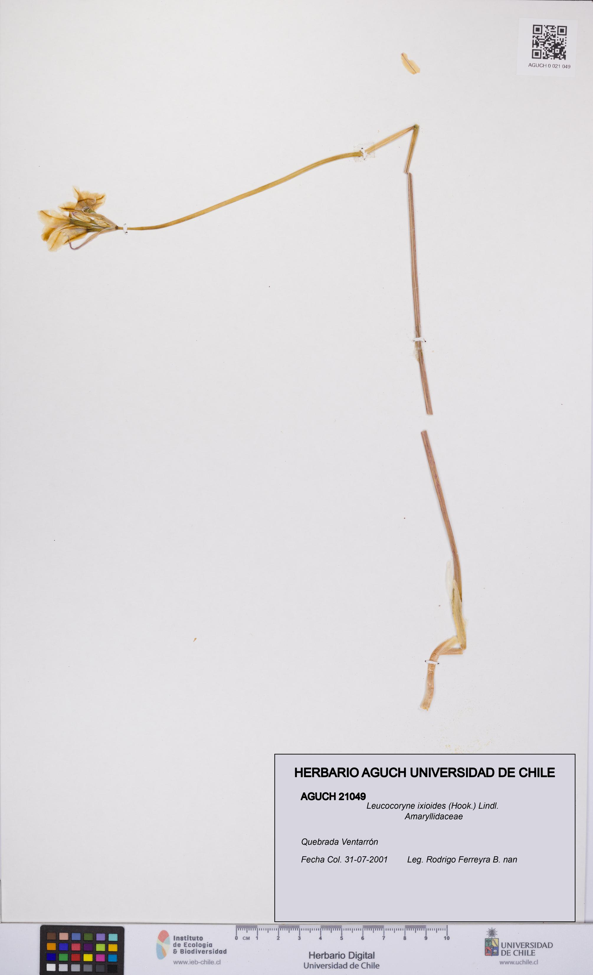 Leucocoryne ixioides [Espécimen: UCH:AGUCH:0021049]