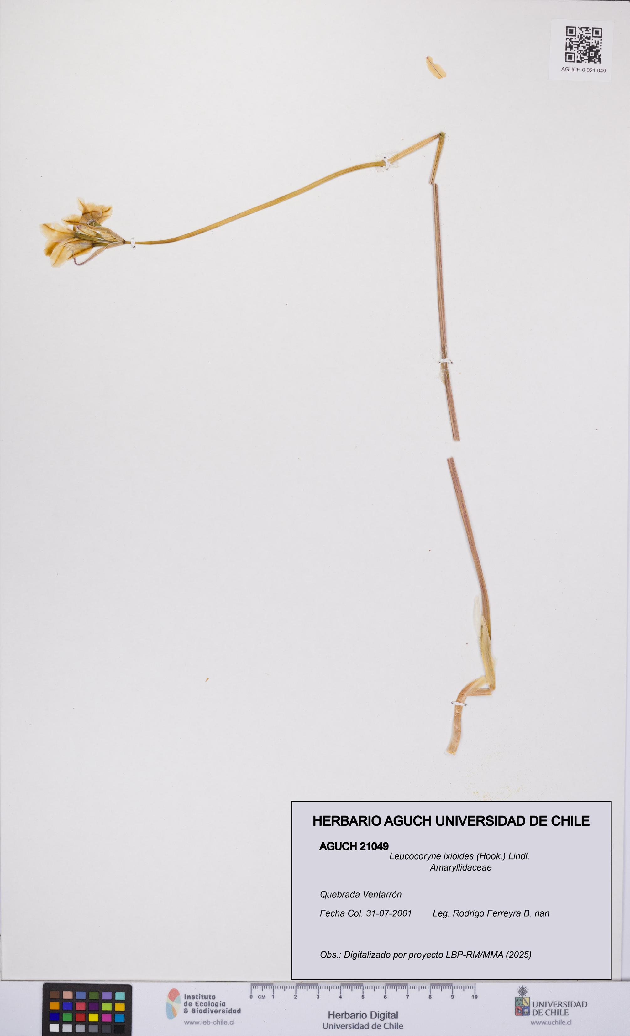 Leucocoryne ixioides [Espécimen: UCH:AGUCH:0021049]
