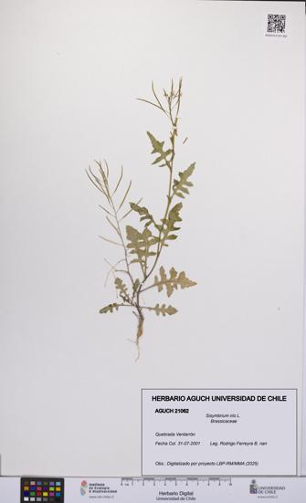 Sisymbrium irio [Espécimen: UCH:AGUCH:0021062]