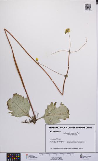 Calceolaria pratensis [Espécimen: UCH:AGUCH:0021078]