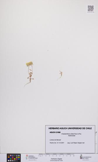 Chaetanthera ciliata [Espécimen: UCH:AGUCH:0021092]