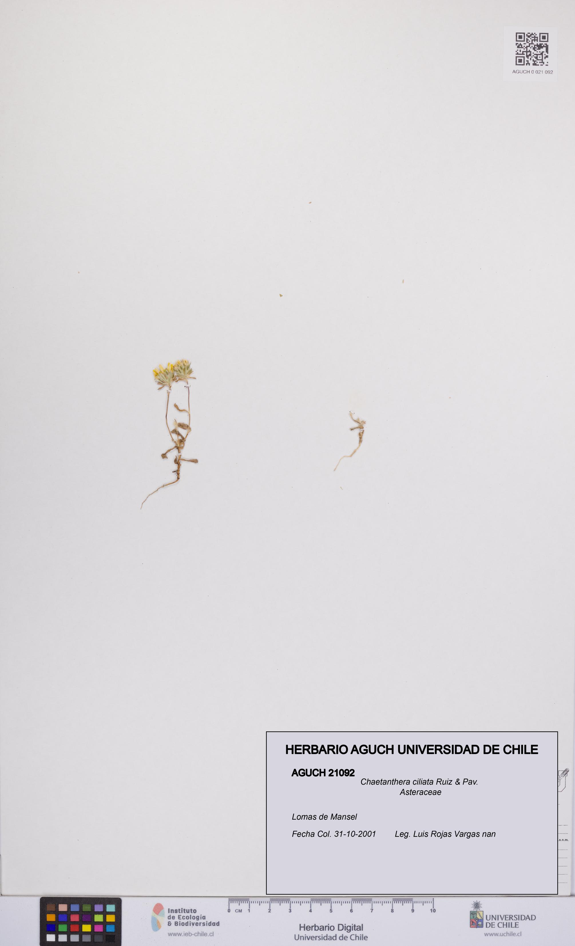 Chaetanthera ciliata [Espécimen: UCH:AGUCH:0021092]