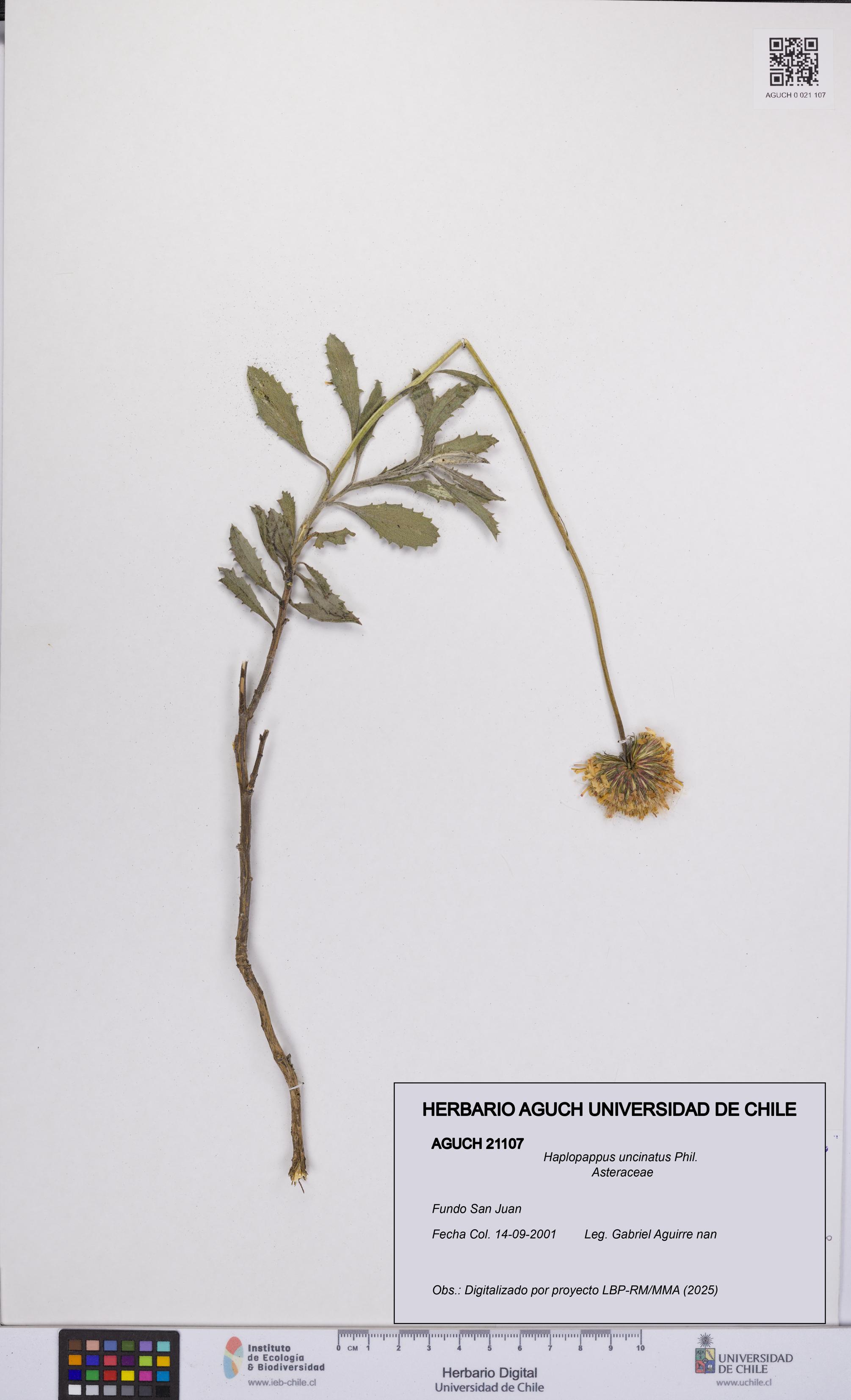 Haplopappus uncinatus [Espécimen: UCH:AGUCH:0021107]