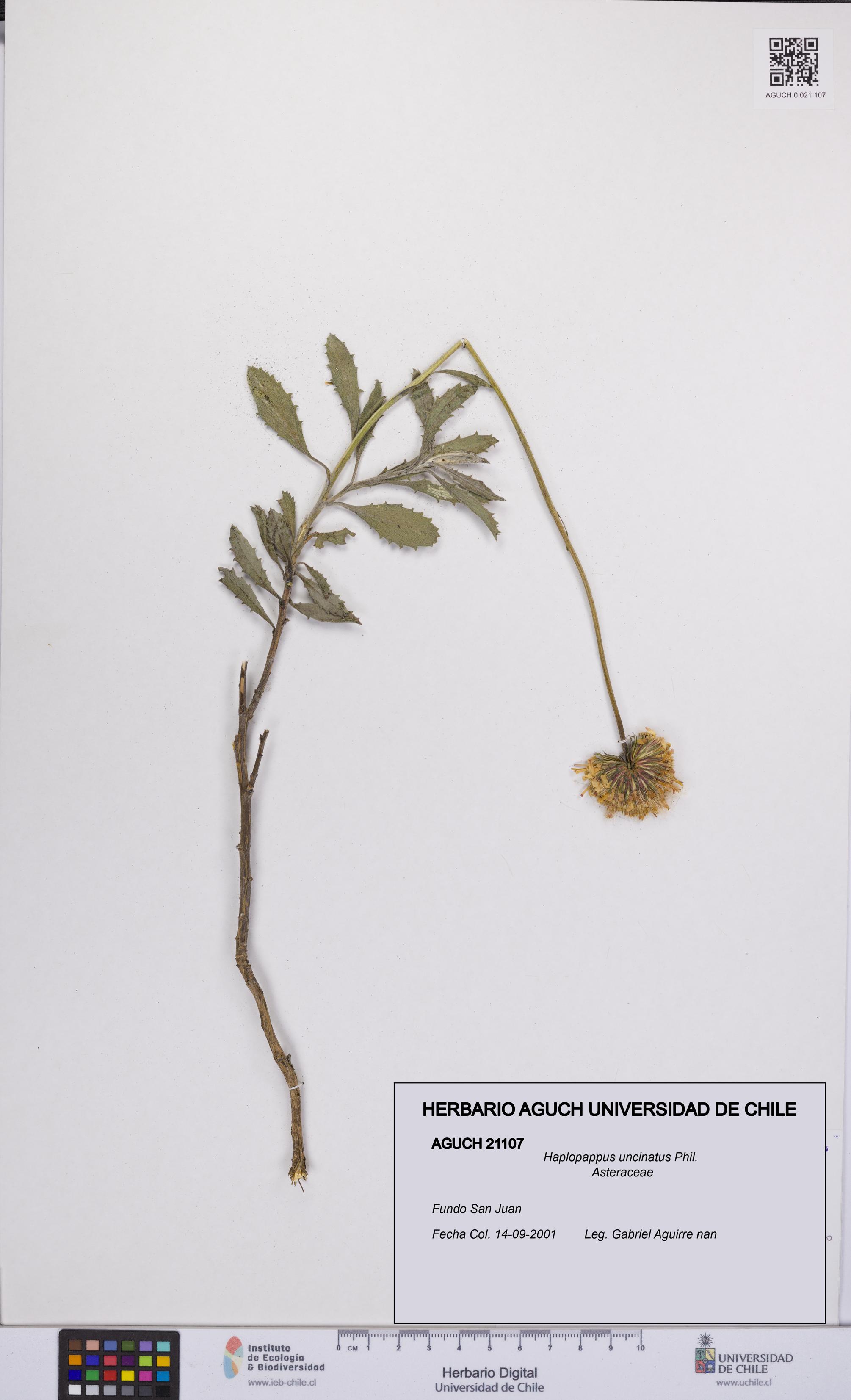 Haplopappus uncinatus [Espécimen: UCH:AGUCH:0021107]