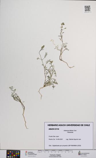 Adesmia filifolia [Espécimen: UCH:AGUCH:0021110]