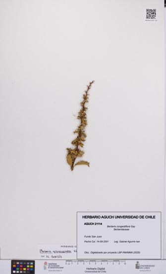 Berberis congestiflora [Espécimen: UCH:AGUCH:0021114]