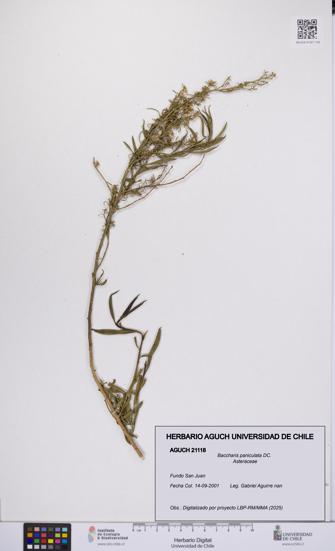 Baccharis paniculata [Espécimen: UCH:AGUCH:0021118]