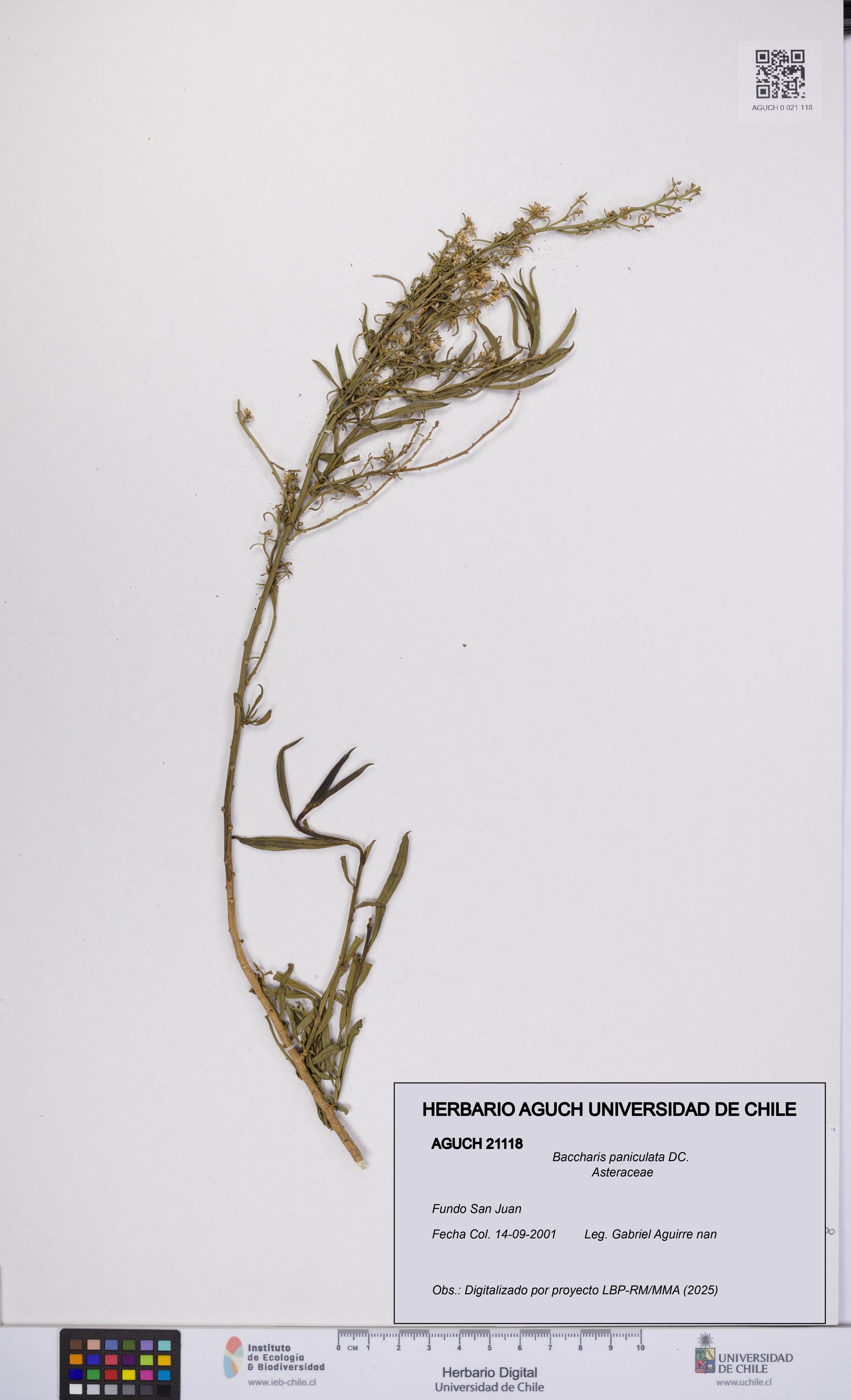 Baccharis paniculata [Espécimen: UCH:AGUCH:0021118]