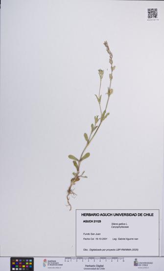 Silene gallica [Espécimen: UCH:AGUCH:0021123]
