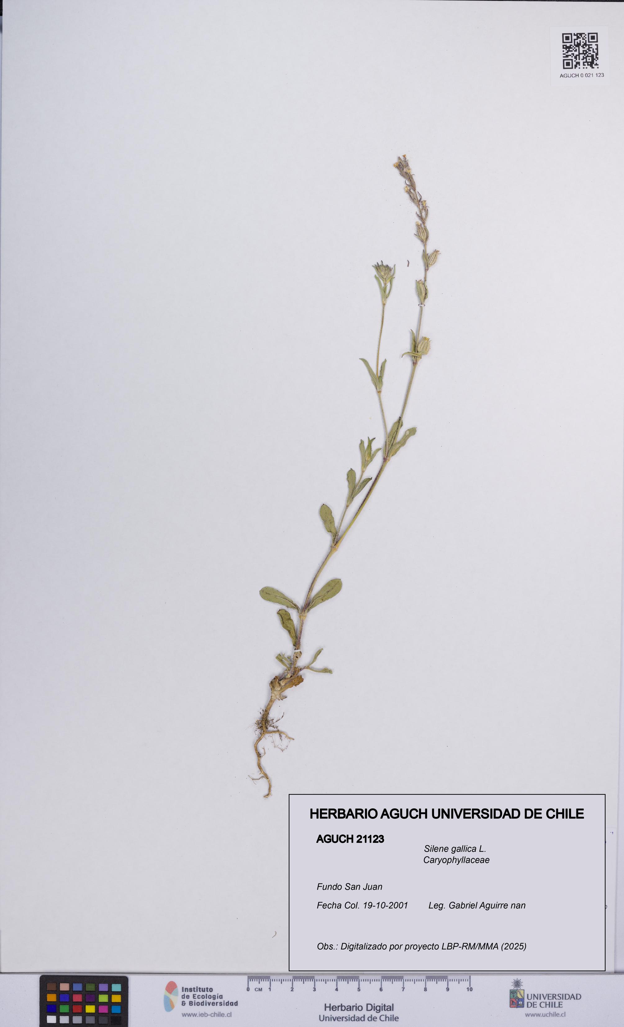 Silene gallica [Espécimen: UCH:AGUCH:0021123]