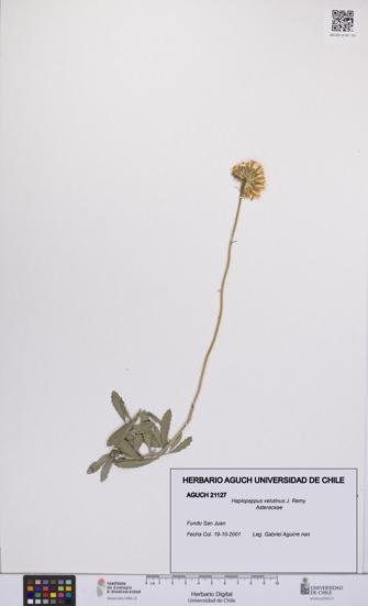Haplopappus velutinus [Espécimen: UCH:AGUCH:0021127]