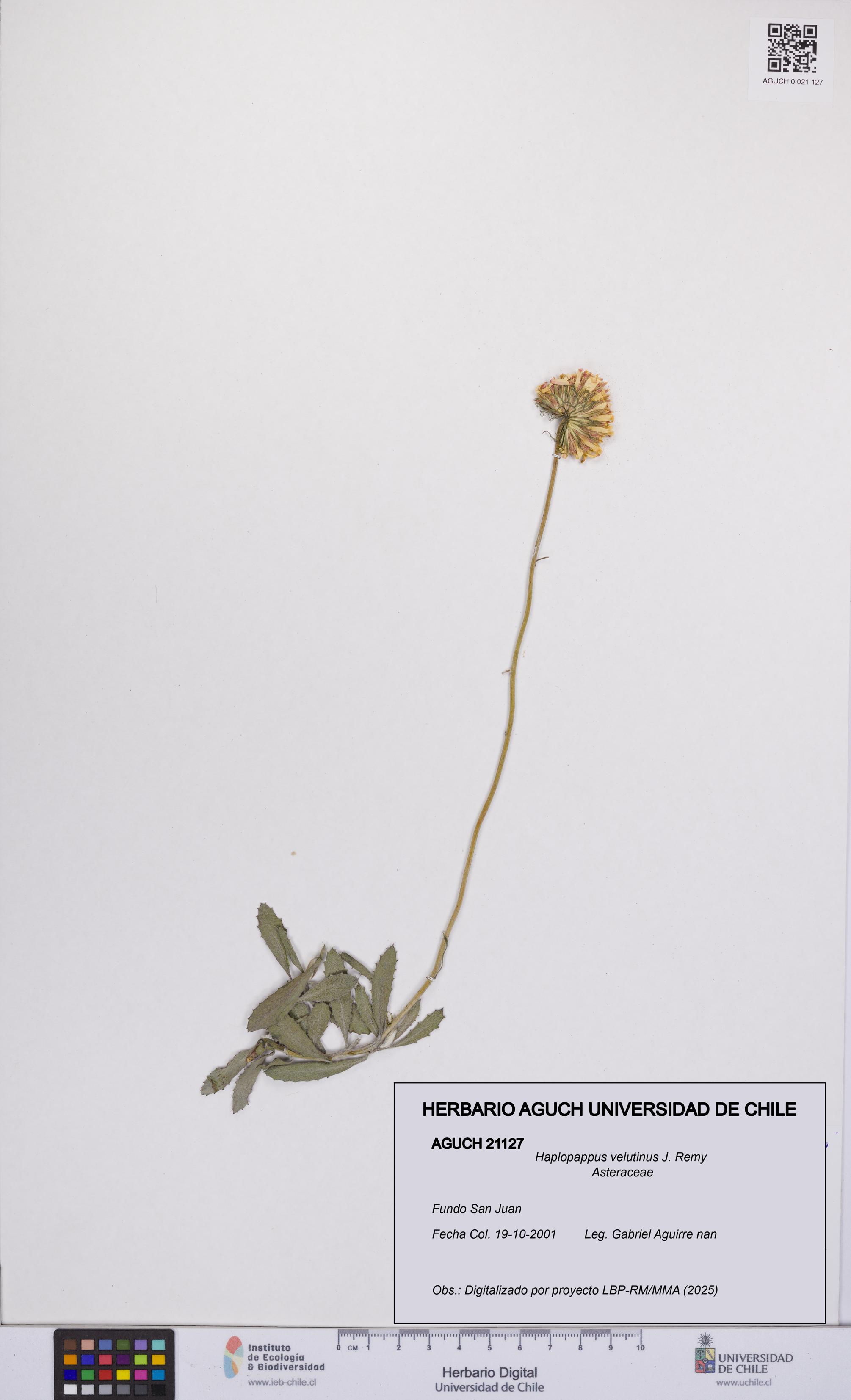 Haplopappus velutinus [Espécimen: UCH:AGUCH:0021127]