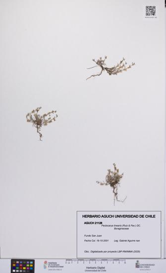 Pectocarya linearis [Espécimen: UCH:AGUCH:0021128]