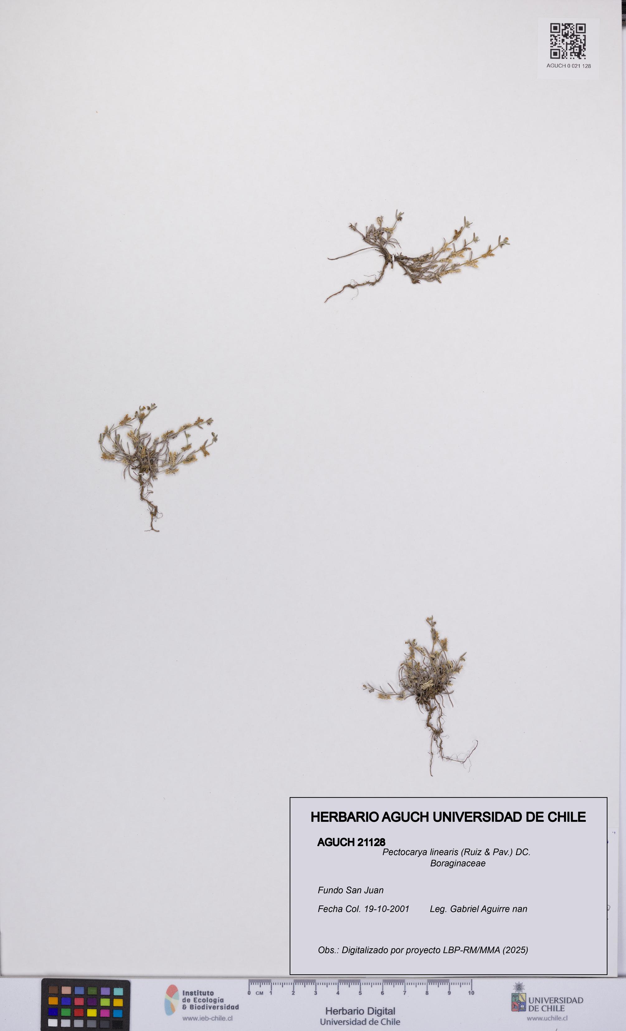 Pectocarya linearis [Espécimen: UCH:AGUCH:0021128]