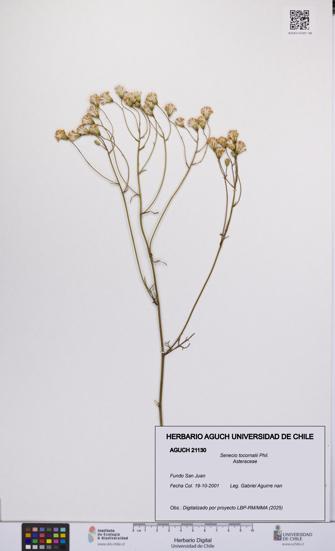 Senecio tocornalii [Espécimen: UCH:AGUCH:0021130]