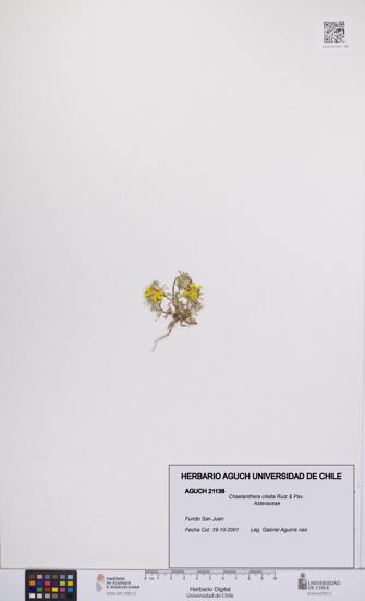 Chaetanthera ciliata [Espécimen: UCH:AGUCH:0021138]