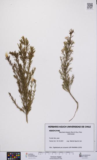 Baccharis linearis [Espécimen: UCH:AGUCH:0021142]
