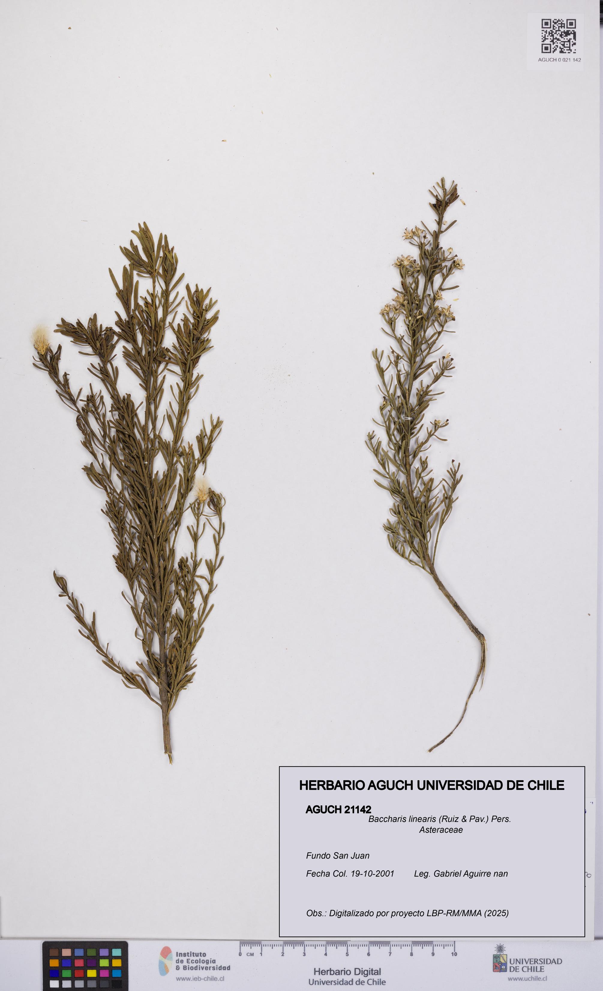 Baccharis linearis [Espécimen: UCH:AGUCH:0021142]