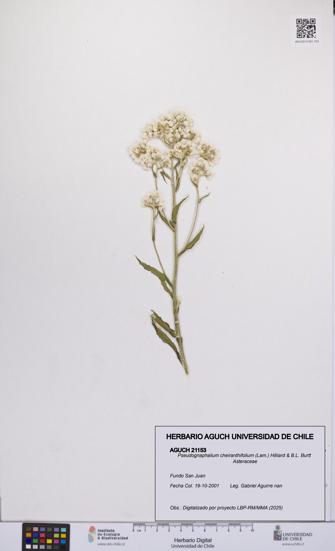 Pseudognaphalium cheiranthifolium [Espécimen: UCH:AGUCH:0021153]