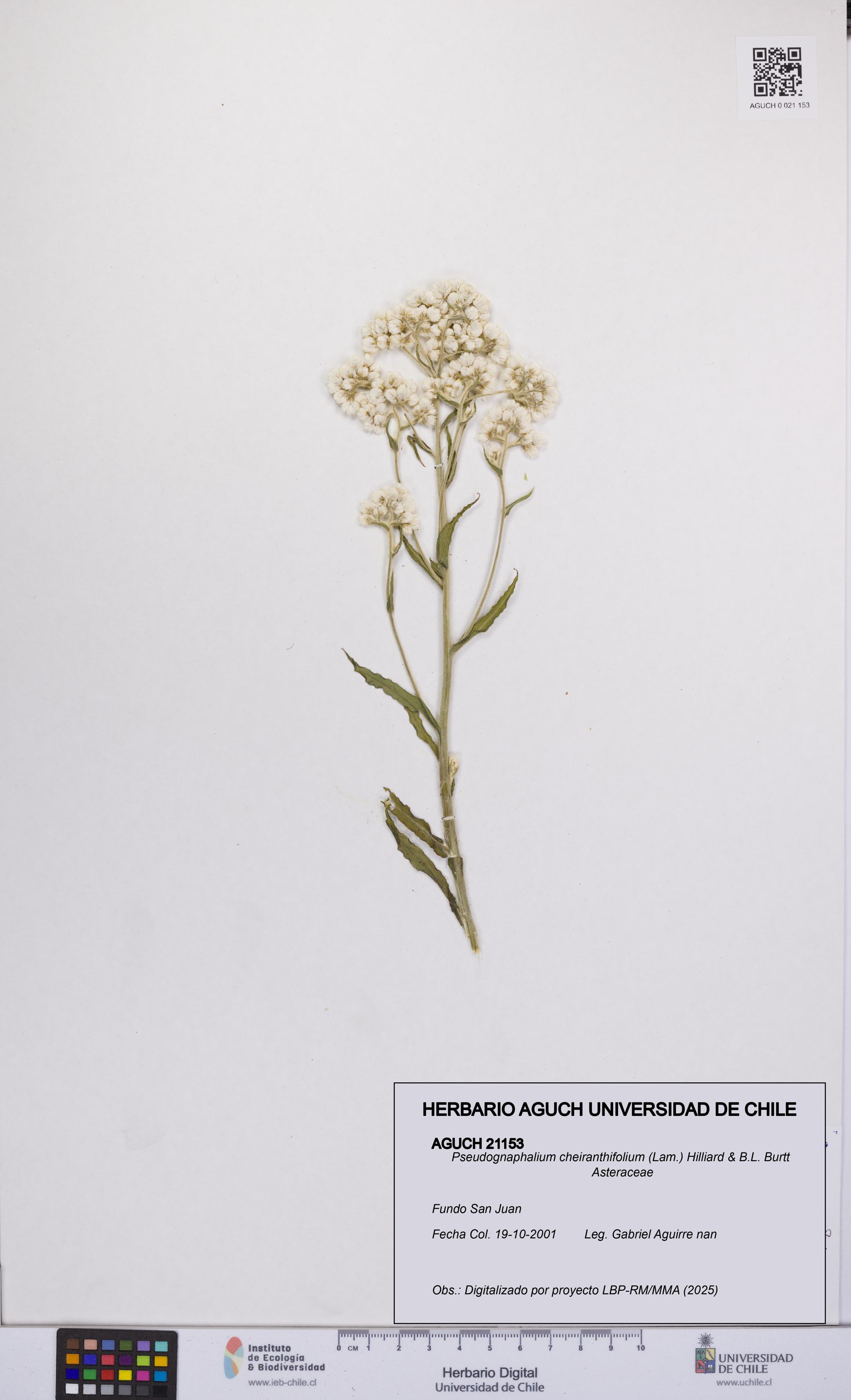 Pseudognaphalium cheiranthifolium [Espécimen: UCH:AGUCH:0021153]