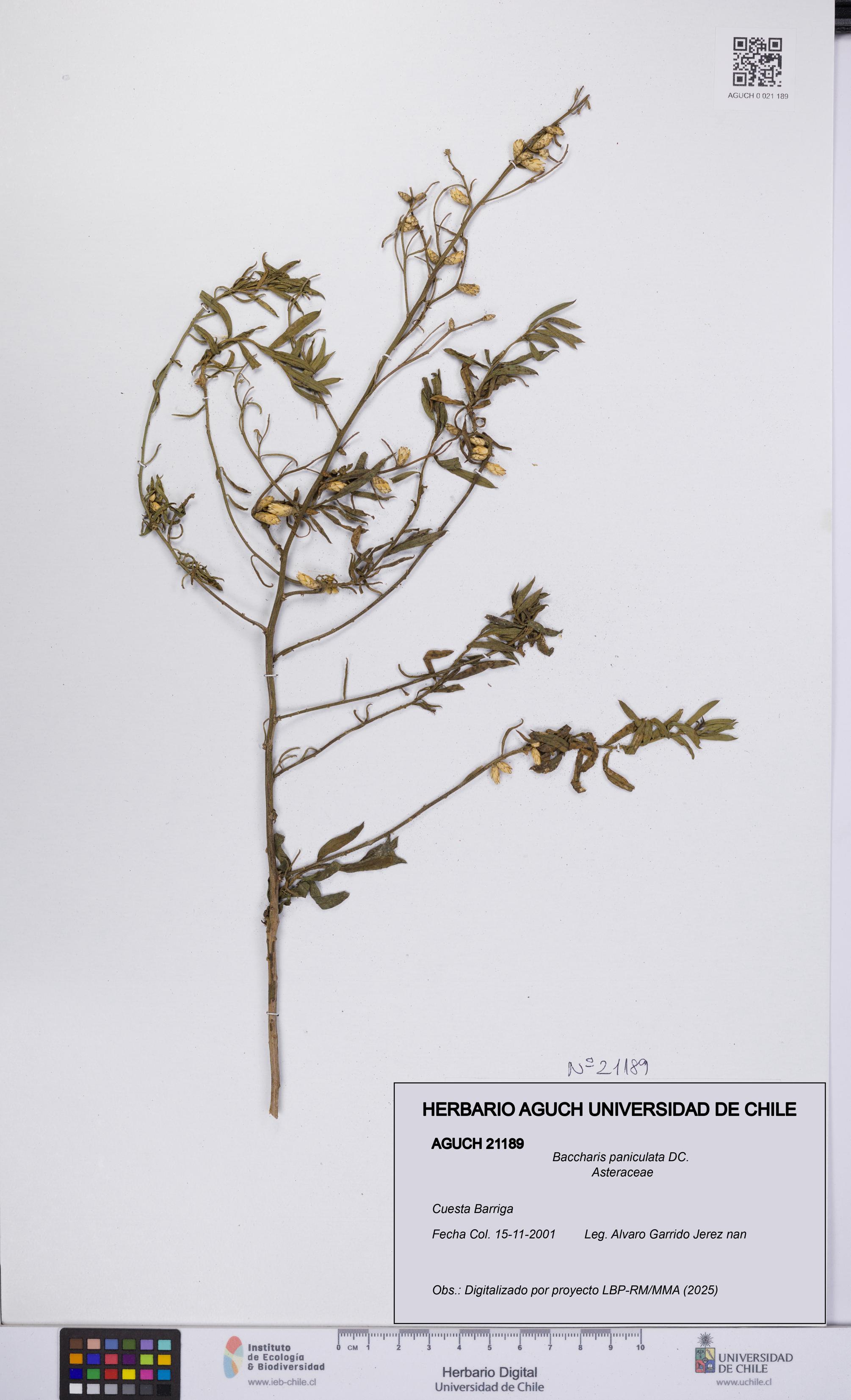 Baccharis paniculata [Espécimen: UCH:AGUCH:0021189]