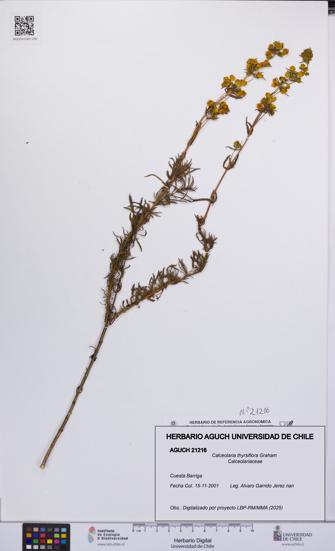 Calceolaria thyrsiflora [Espécimen: UCH:AGUCH:0021216]