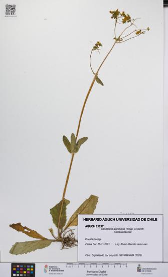 Calceolaria glandulosa [Espécimen: UCH:AGUCH:0021217]