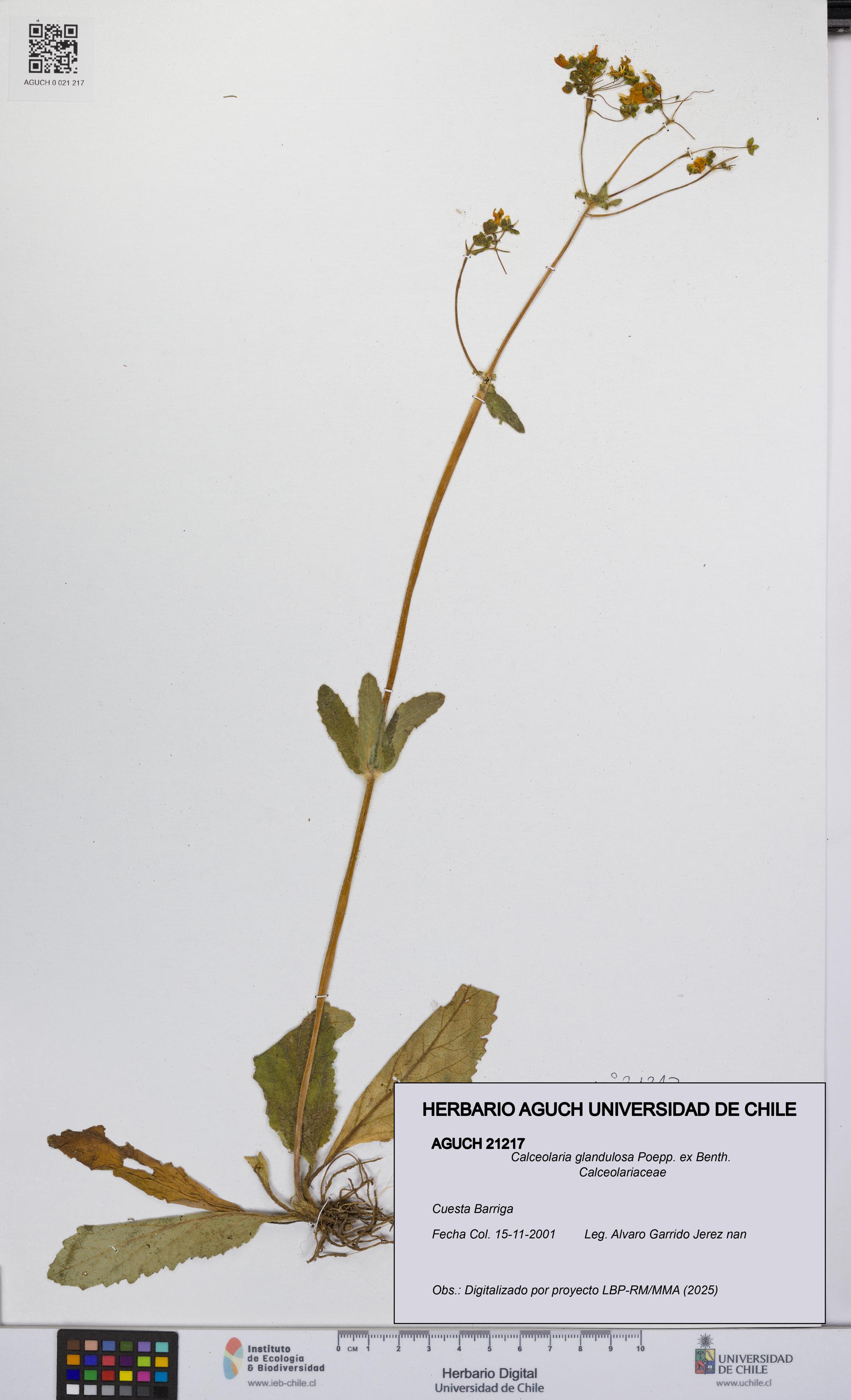 Calceolaria glandulosa [Espécimen: UCH:AGUCH:0021217]