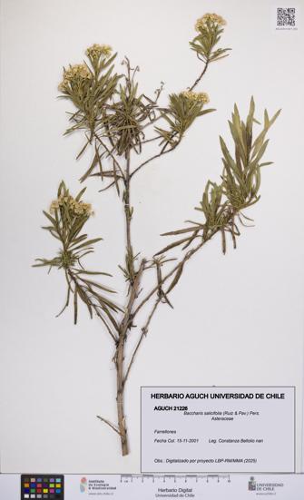 Baccharis salicifolia [Espécimen: UCH:AGUCH:0021226]