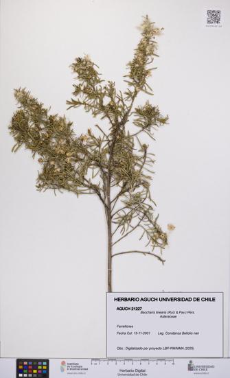 Baccharis linearis [Espécimen: UCH:AGUCH:0021227]