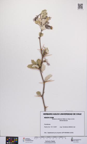 Berberis chilensis [Espécimen: UCH:AGUCH:0021228]
