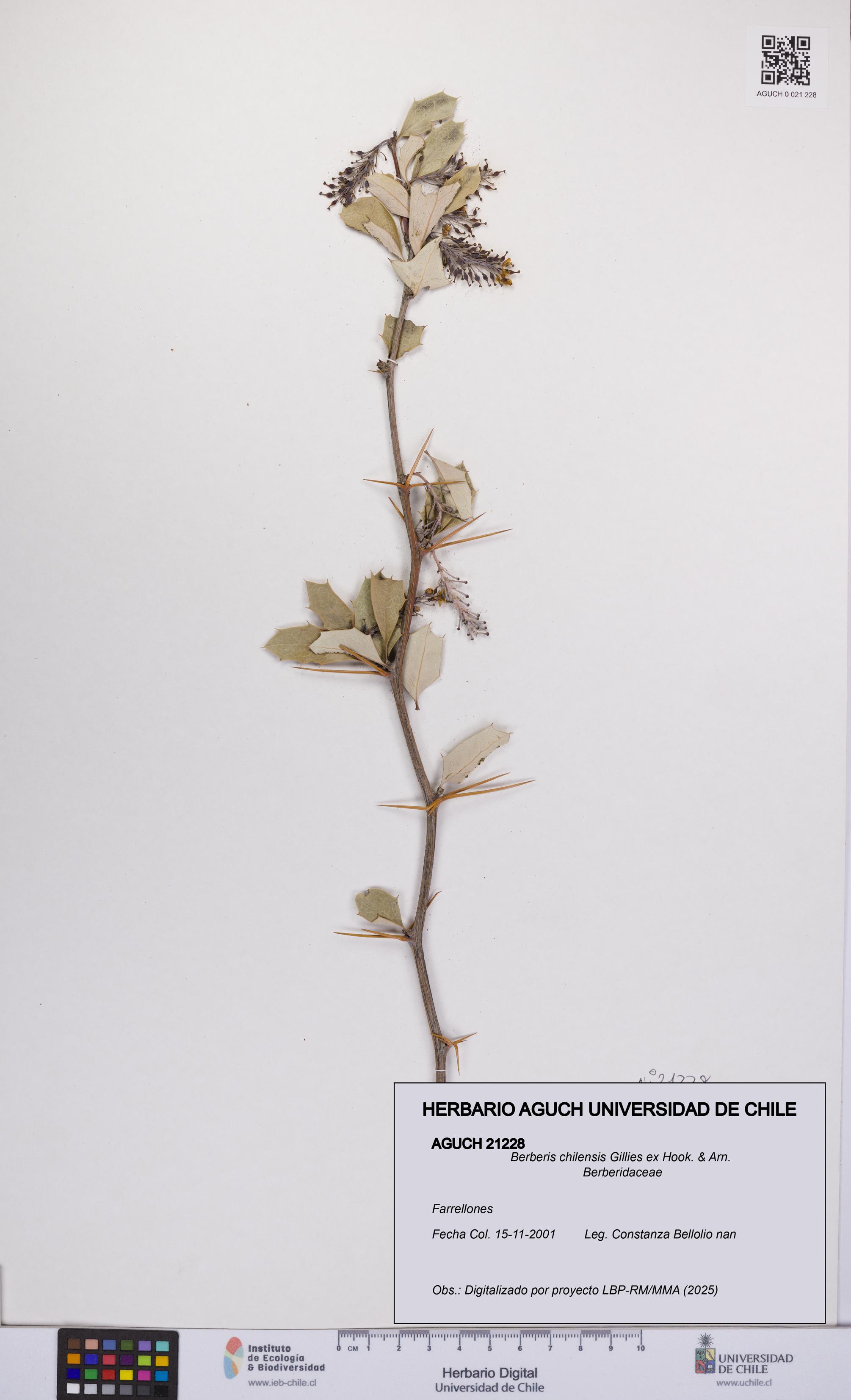 Berberis chilensis [Espécimen: UCH:AGUCH:0021228]