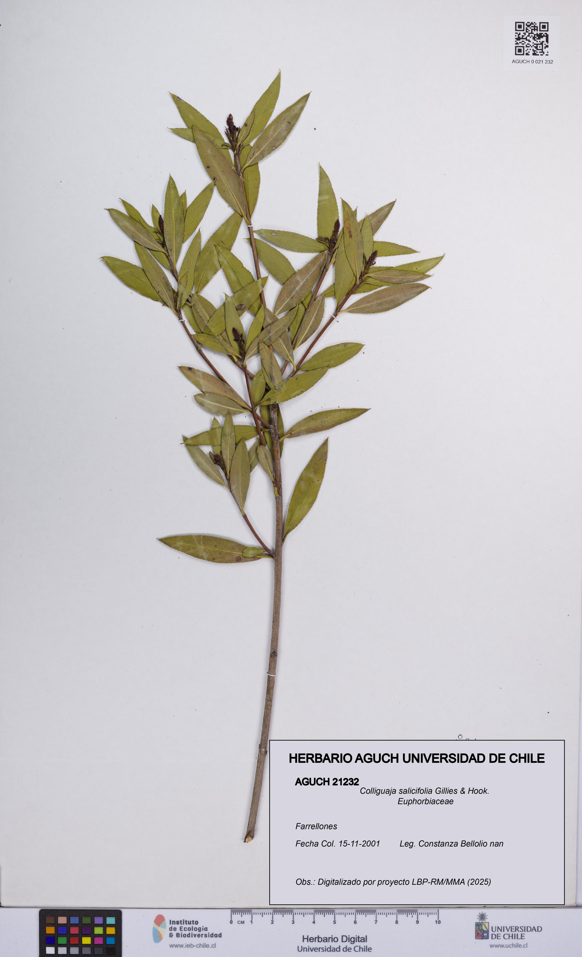 Colliguaja salicifolia [Espécimen: UCH:AGUCH:0021232]