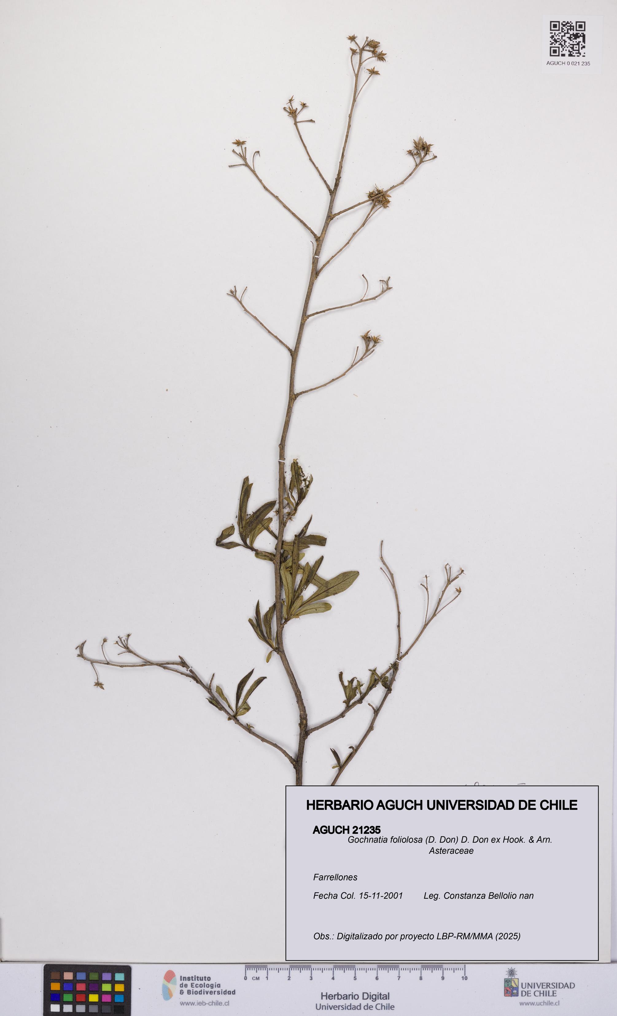 Gochnatia foliolosa [Espécimen: UCH:AGUCH:0021235]