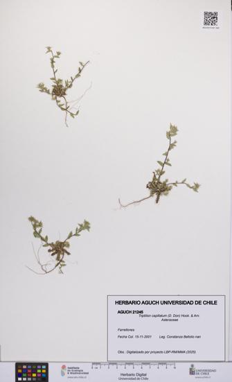 Triptilion capillatum [Espécimen: UCH:AGUCH:0021245]