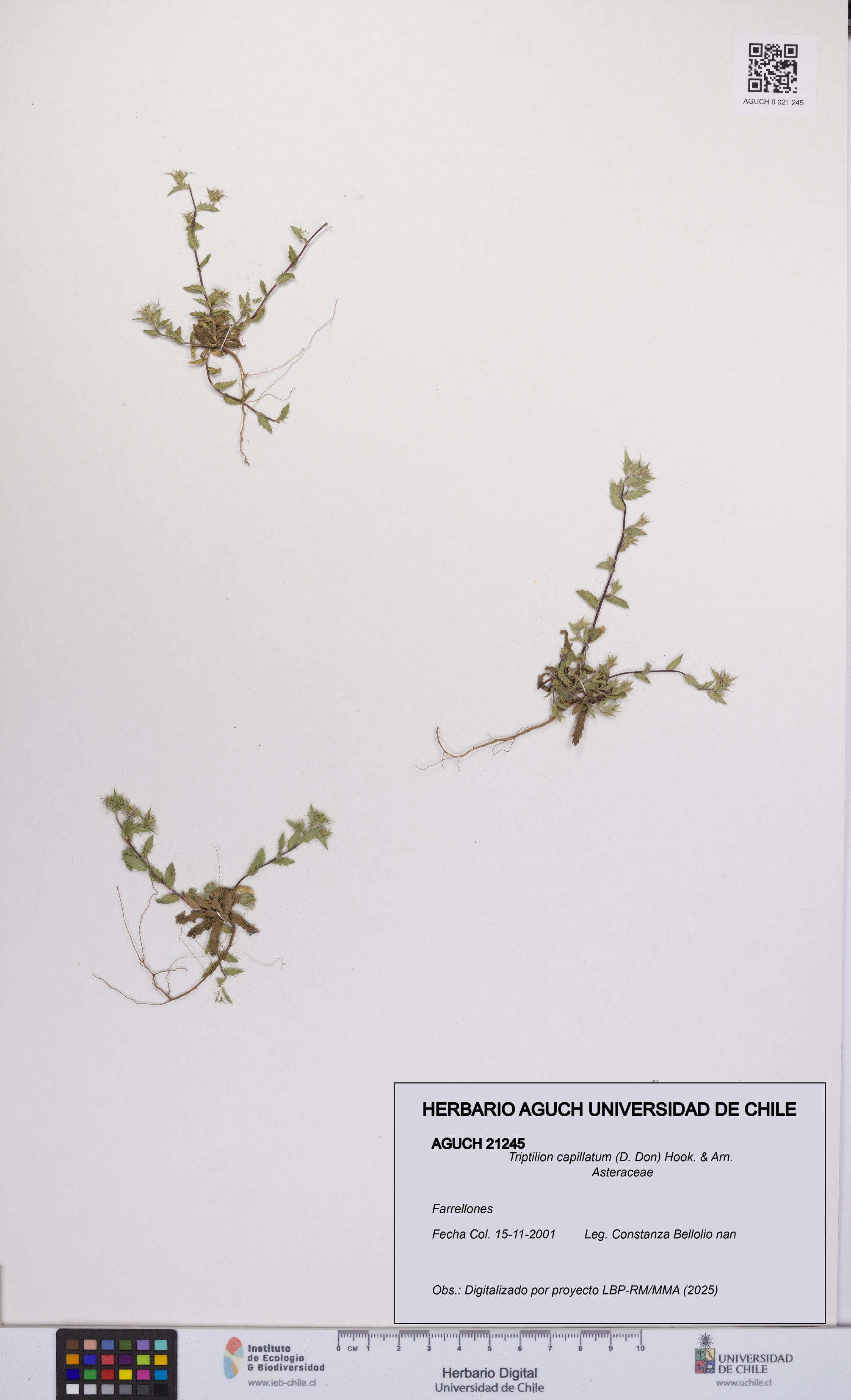 Triptilion capillatum [Espécimen: UCH:AGUCH:0021245]