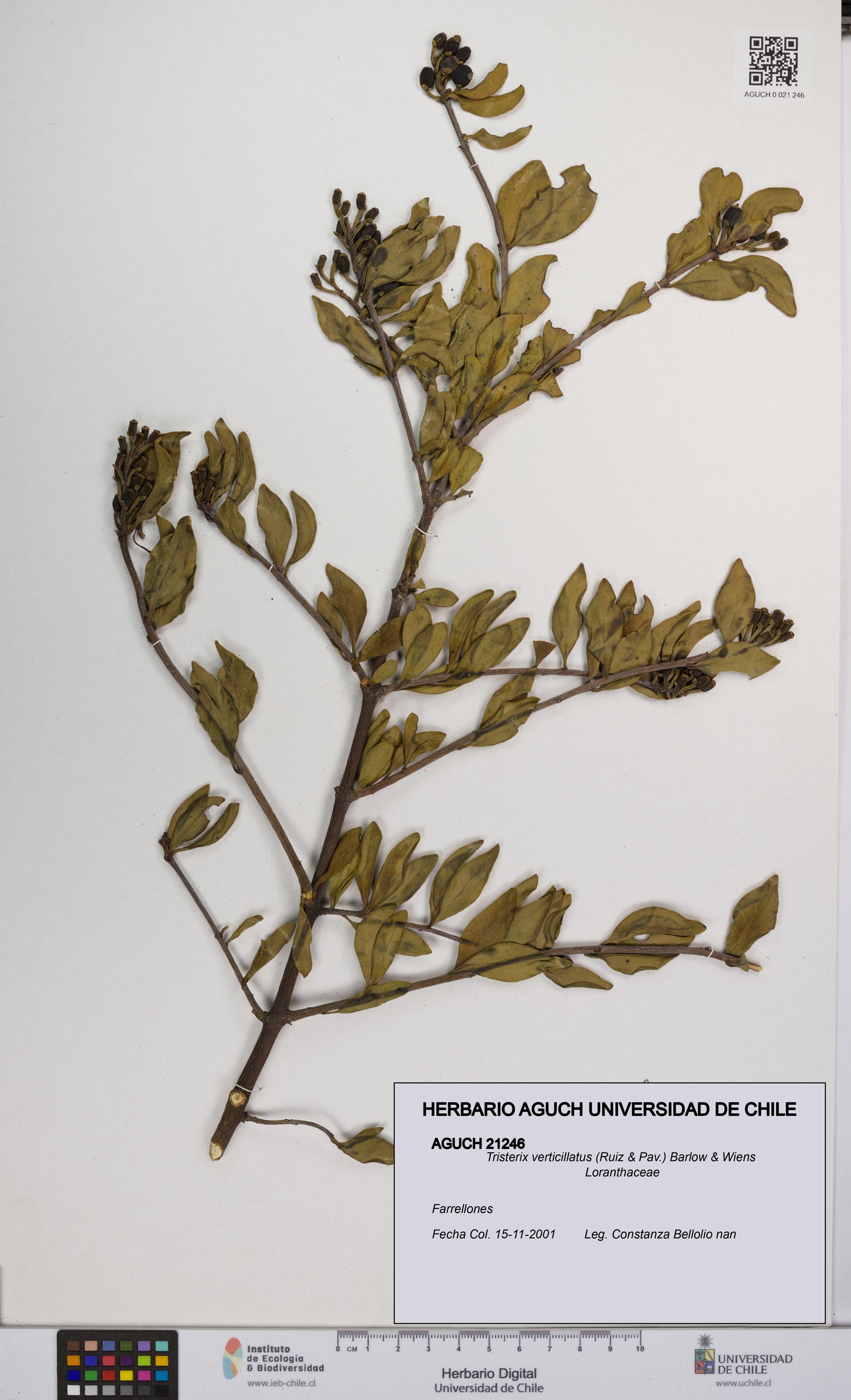 Tristerix verticillatus [Espécimen: UCH:AGUCH:0021246]