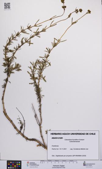 Calceolaria thyrsiflora [Espécimen: UCH:AGUCH:0021251]