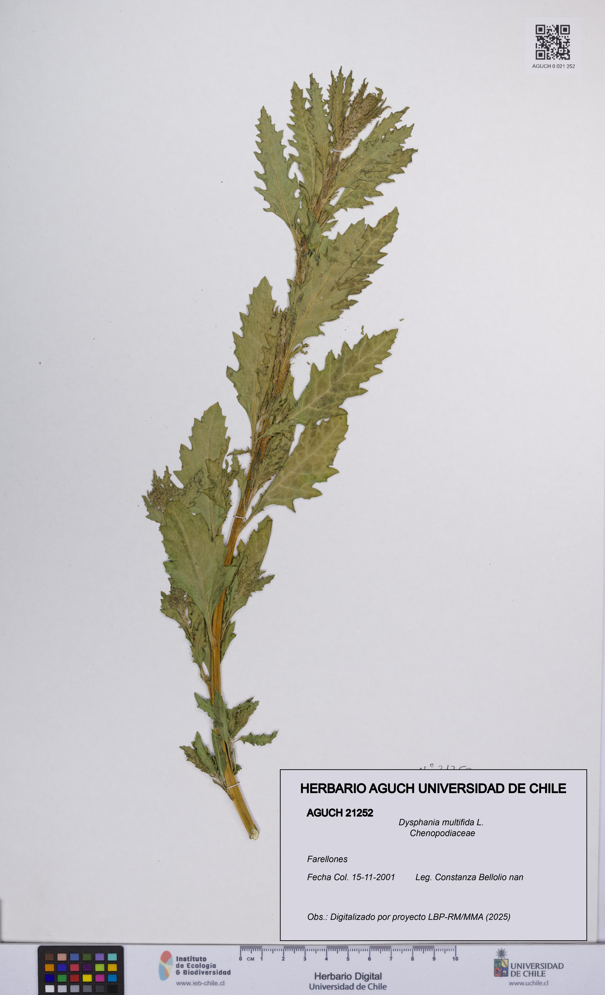 Dysphania multifida [Espécimen: UCH:AGUCH:0021252]