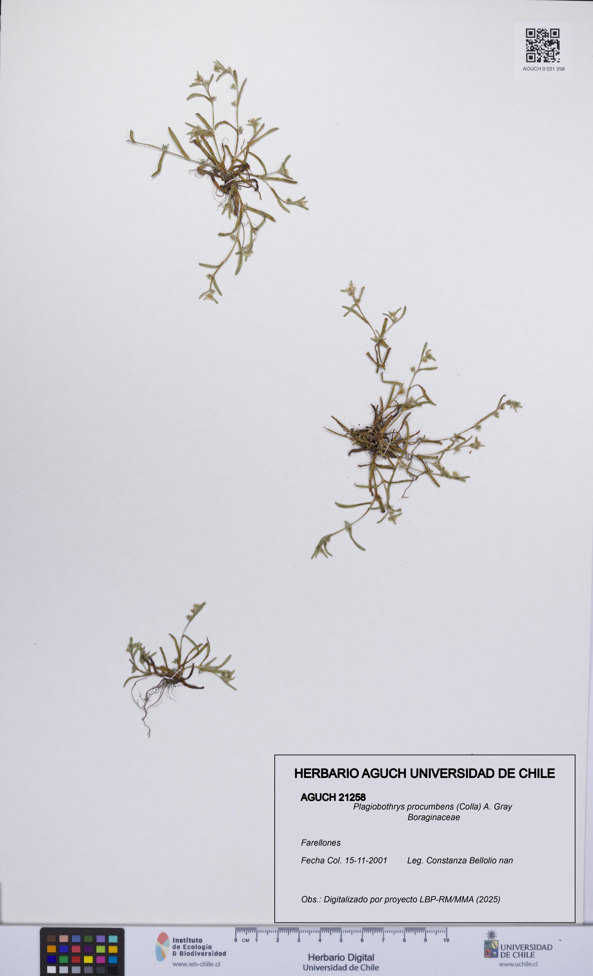 Plagiobothrys procumbens [Espécimen: UCH:AGUCH:0021258]