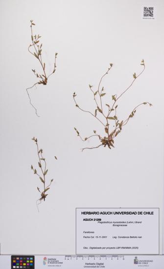 Plagiobothrys myosotoides [Espécimen: UCH:AGUCH:0021259]