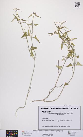 Tweedia birostrata [Espécimen: UCH:AGUCH:0021263]
