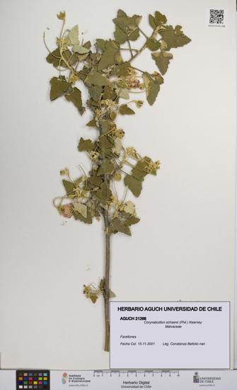 Corynabutilon ochsenii [Espécimen: UCH:AGUCH:0021268]