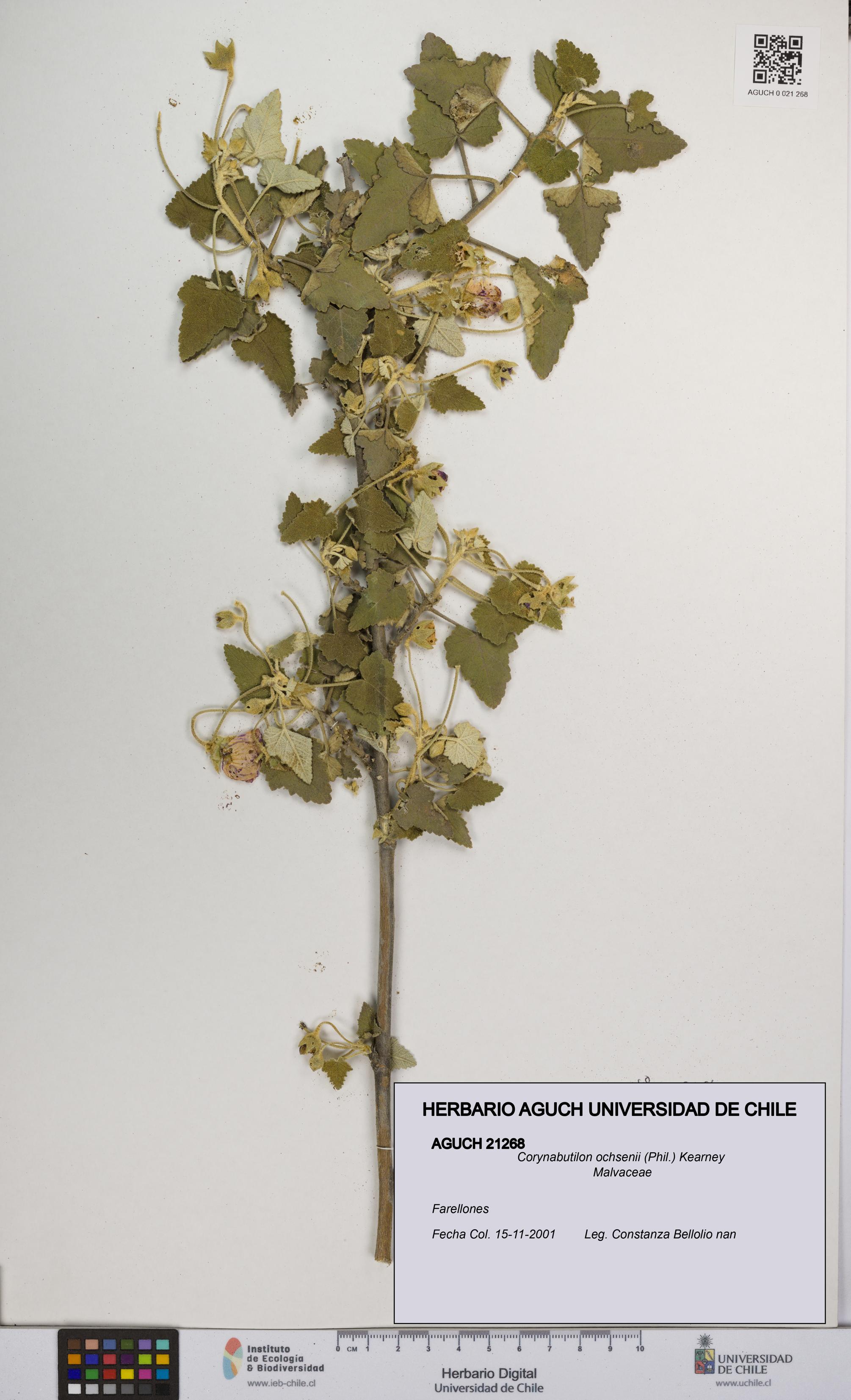 Corynabutilon ochsenii [Espécimen: UCH:AGUCH:0021268]