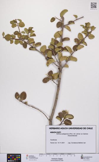 Schinus patagonica [Espécimen: UCH:AGUCH:0021271]
