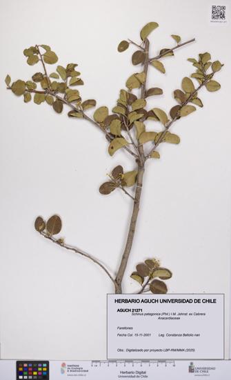 Schinus patagonica [Espécimen: UCH:AGUCH:0021271]
