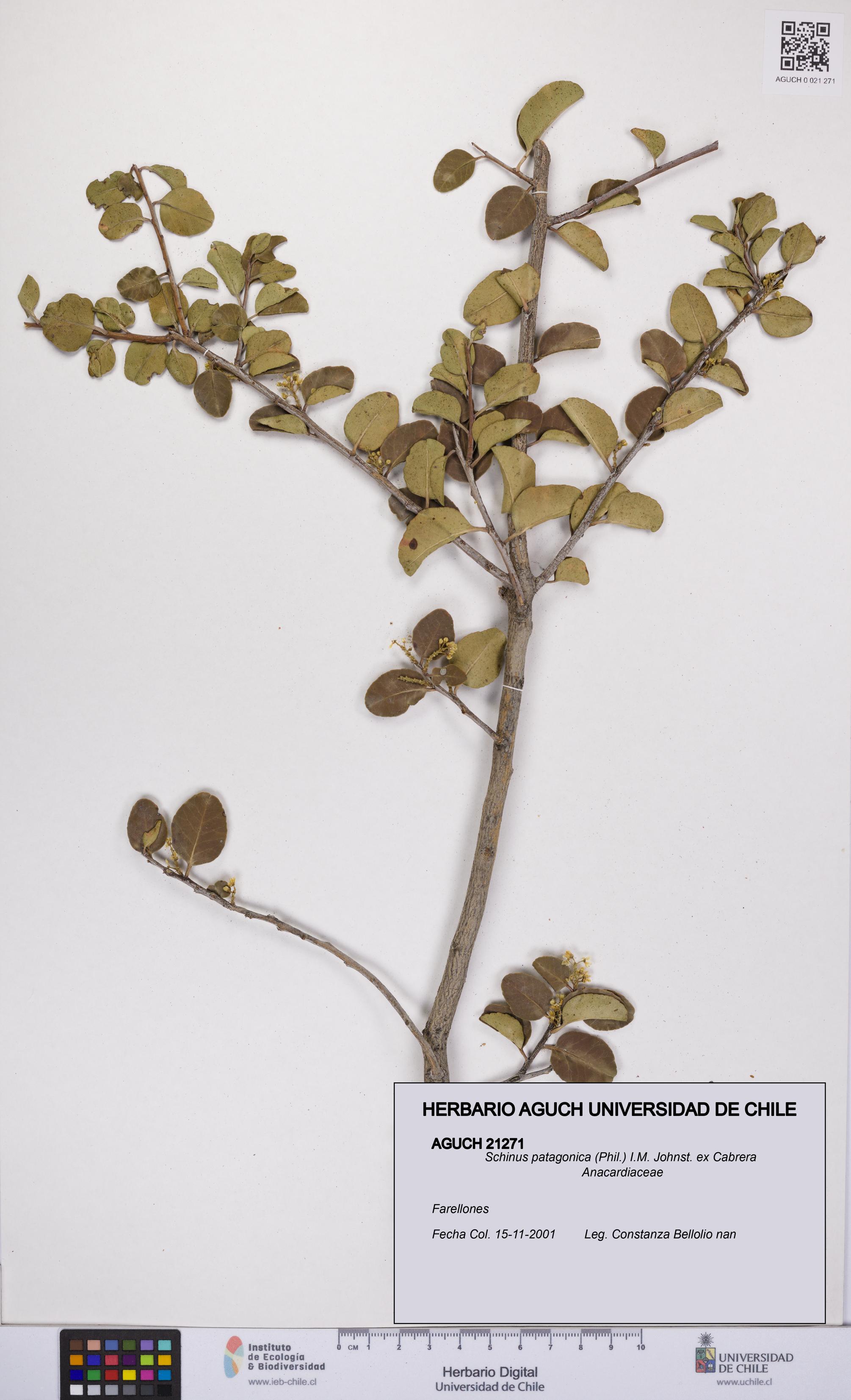 Schinus patagonica [Espécimen: UCH:AGUCH:0021271]