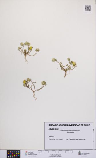 Chaetanthera moenchioides [Espécimen: UCH:AGUCH:0021281]