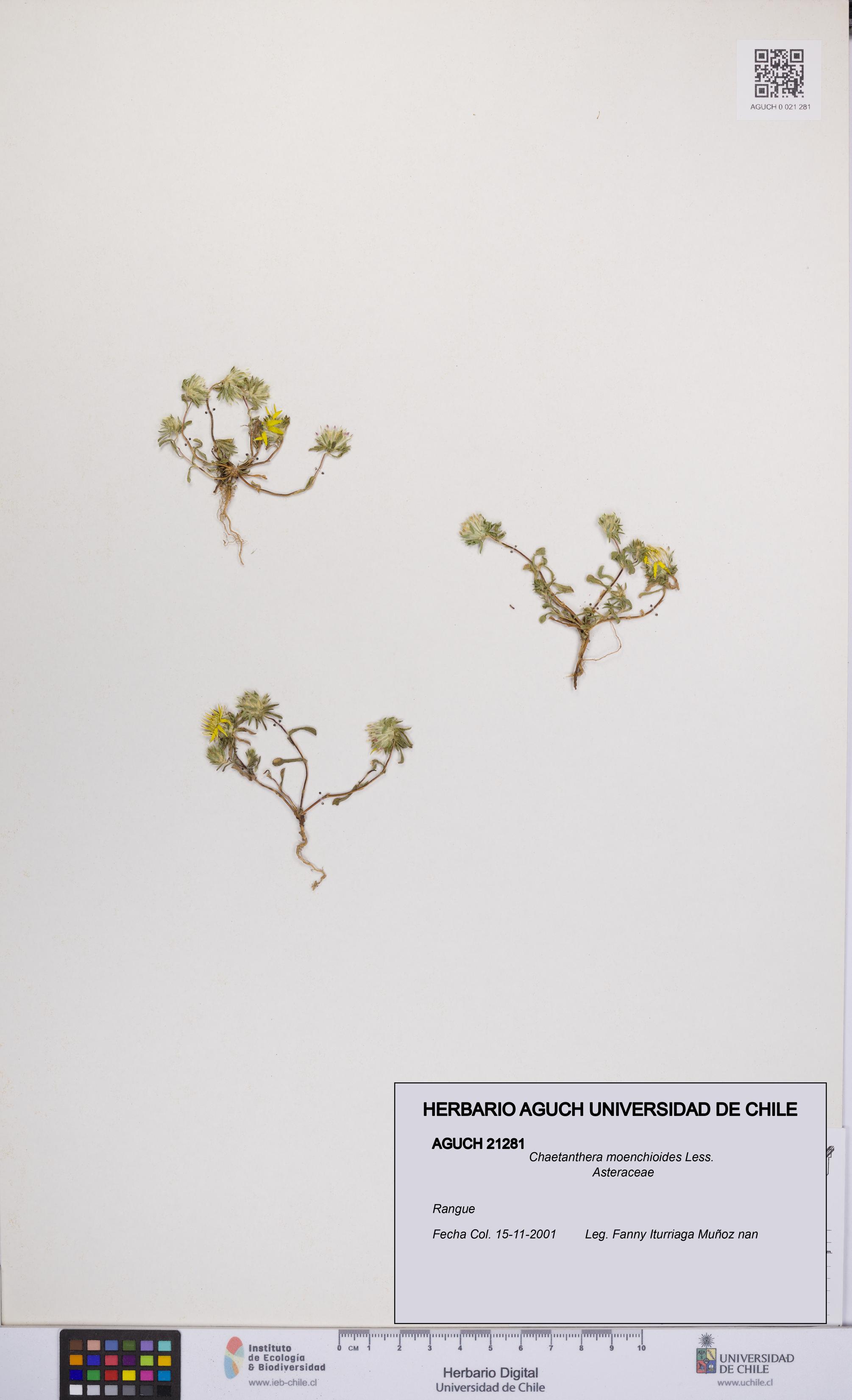 Chaetanthera moenchioides [Espécimen: UCH:AGUCH:0021281]