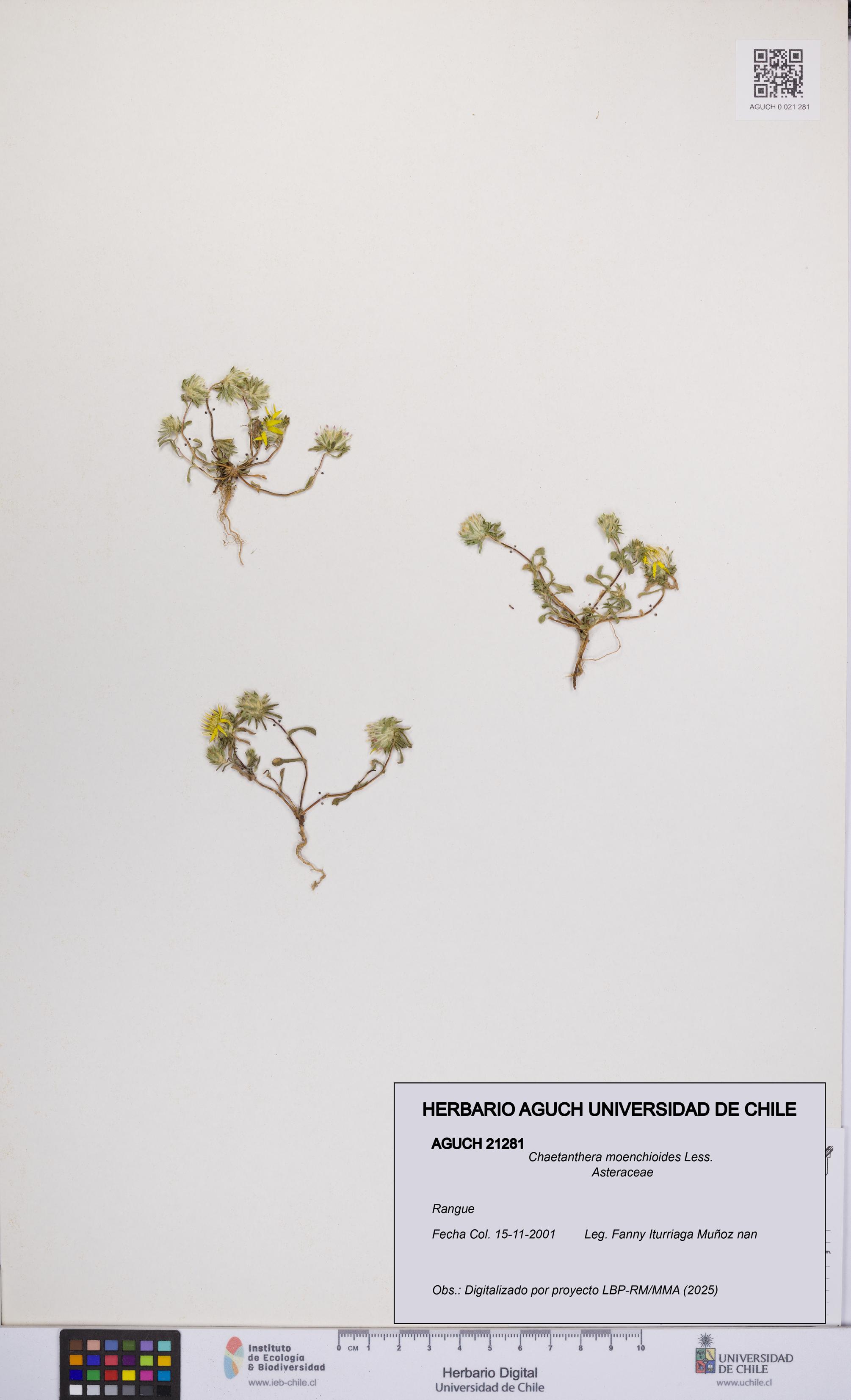 Chaetanthera moenchioides [Espécimen: UCH:AGUCH:0021281]